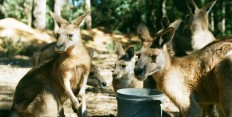 Blog Australie
