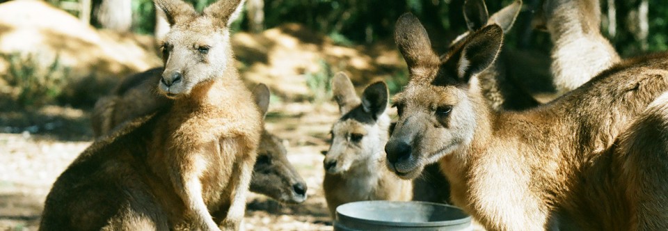 Blog Australie