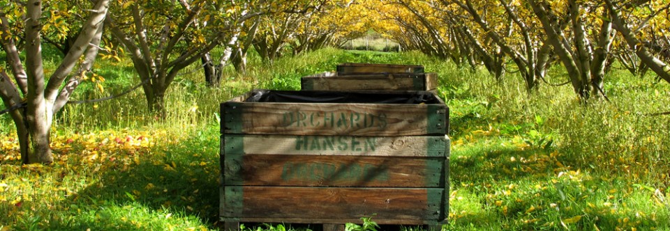 Près de 250 contacts dans le Fruit Picking
