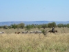 Drover