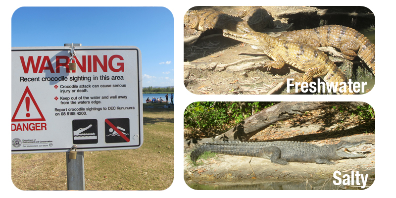 where do you find crocodiles in australia