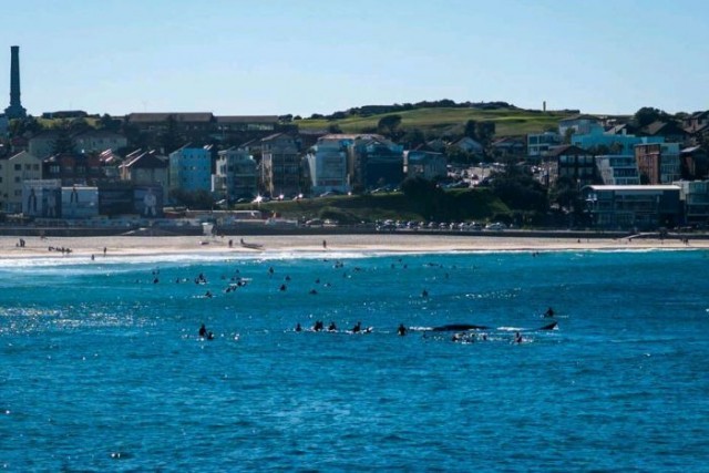 Baleine Bondi Beach Surfer Australie