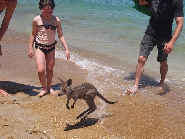 Kangourou se baigne sur la plage Australie