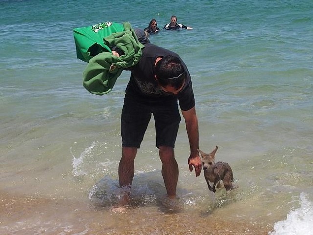 Kangourou se baigne sur la plage Australie