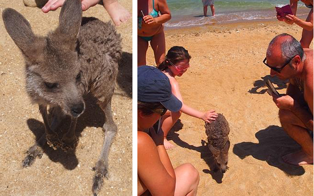 Kangourou bébé australie