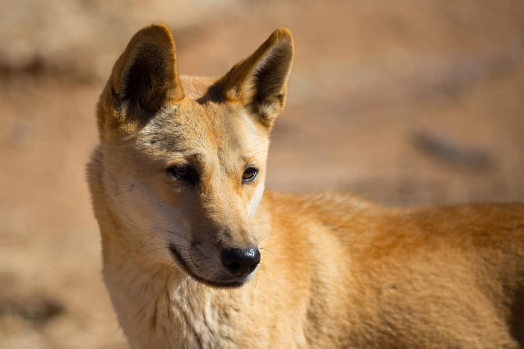Dingo D Australie Tout Savoir Sur Ce Chien Sauvage Faune Australienne
