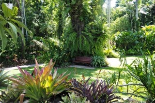 Cairns-Botanic-Garden-4