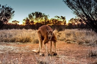 kangaroo-sanctuary-nord-sud-itineraires-road-trip
