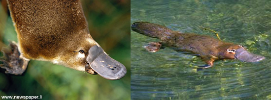 strange animals in australia platypus