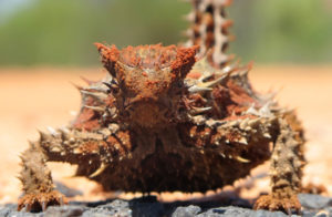 Thorny Devil in Uluru-Kata Tjuta National Park, NT