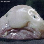 blobfish