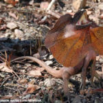 dragon-australie-3 Litchfield National Park Source www.dinosoria.com_dragon_australie.htm par Wouter copy