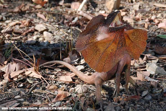 strange animals in australia frilled lezard