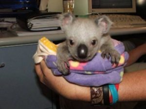 Koala Australia