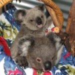little-koala-bear-twins-9