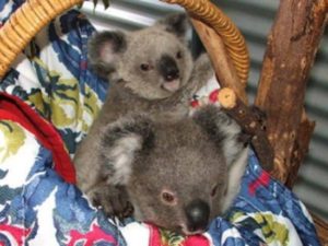 Koala Australia