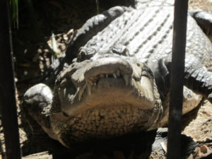 crocodile australie