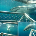 Shark Cage Diving 4
