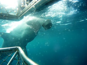Shark Cage diving Port Lincoln Australia