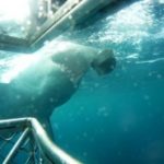 Shark Cage Diving FeatImage