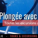 WAT plongee avec Requins