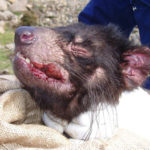 Tasmanian Devil Disease