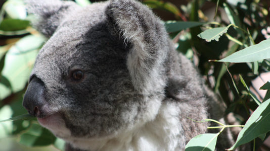 Adopter un koala Australie