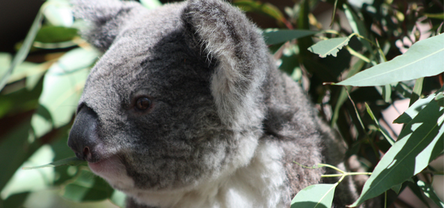 Le Koala d’Australie