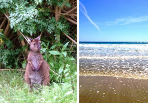 Woofing kangaroo island 5 expérience australie