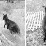Expérience Woofing kangaroo island 3