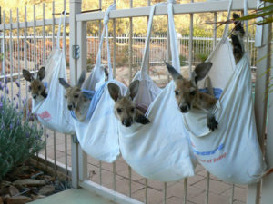bébés kangourous - Kangaroo Sanctuary
