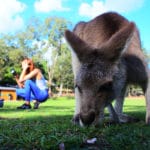Wwoofing Kangourou Australie