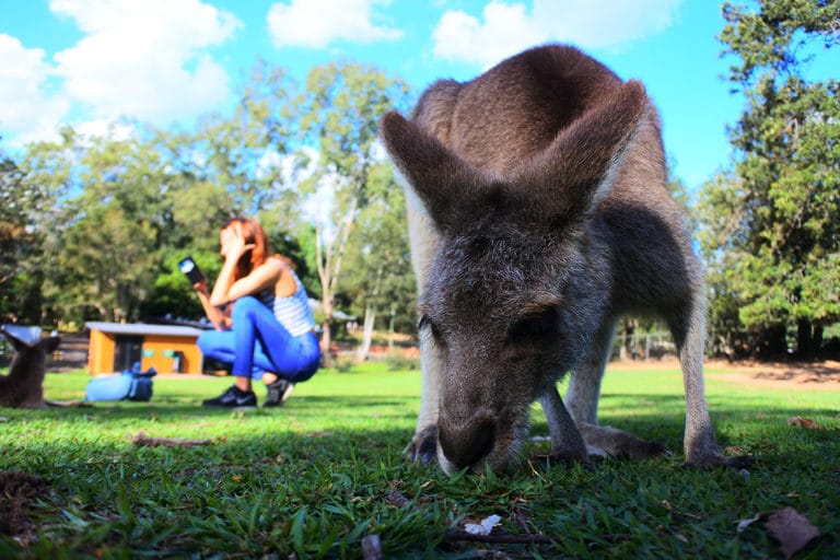 Wwoofing en Australie : travailler avec des kangourous