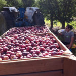 Apple picking Pommes Australie