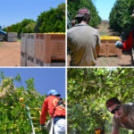 Fruit Picking Oranges Backpackers Australie 2