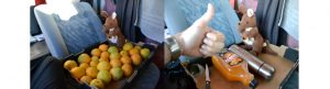 Fruit Picking Oranges Backpackers Australie 4