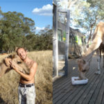 HelpX Camel Farm Australie 3