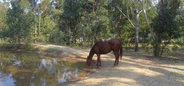 Travailler chevaux Australie 2
