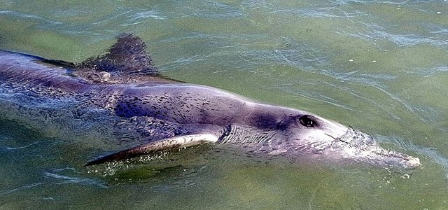 Rencontre avec les dauphins