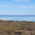 Monkey Mia Shark Bay