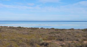 Dauphins Monkey Mia Shark Bay Australie Australia