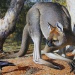 Kangourou géant Australie