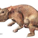 Wombat géant Diprotodon