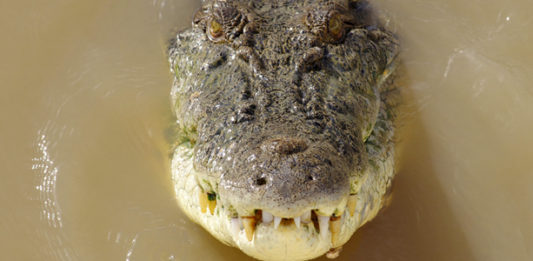 Adelaide River – Jumping Crocodiles Cruise près de Darwin Jumping Crocodiles Adelaide River Northern Territory