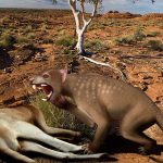 Lion Marsupial Australie