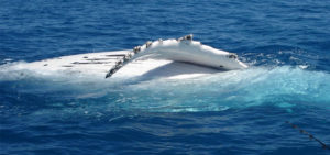Whale watching tour Hervey Bay Australie