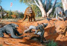 Découverte de la mégafaune d’Australie Mega fauna australia giants animals