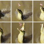 Jumping Crocodiles Adelaide River Northern Territory 3