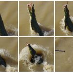 Jumping Crocodiles Adelaide River Northern Territory 2