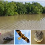 Jumping Crocodiles Adelaide River Northern Territory